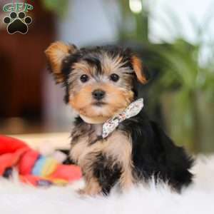 Hailey, Yorkie Puppy